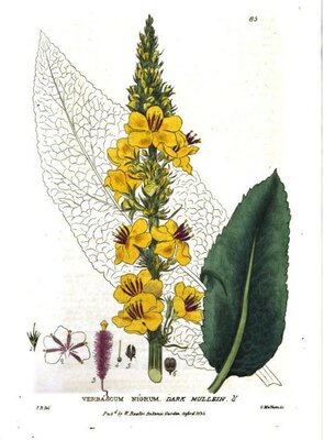 [Translate to en:] Verbascum Nigrum © Isaac Russel