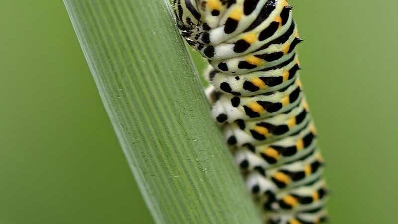 Caterpillar of Common Yellow Swallowtail © pixabay