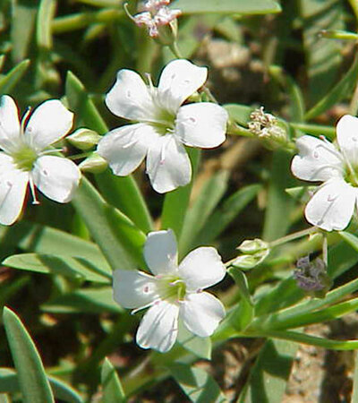 Gypsophila Repens © Wikimedia-K. Stüberl