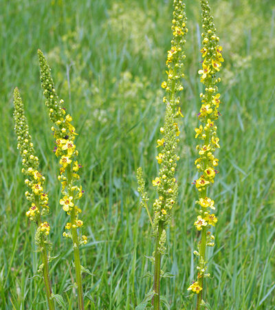 Verbascum Nigrum © Christian Fischer