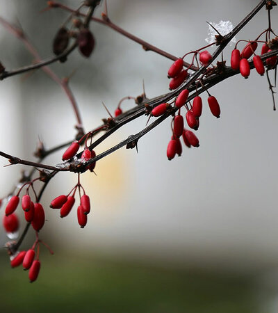 Berberitze Früchte Winter © pixabay