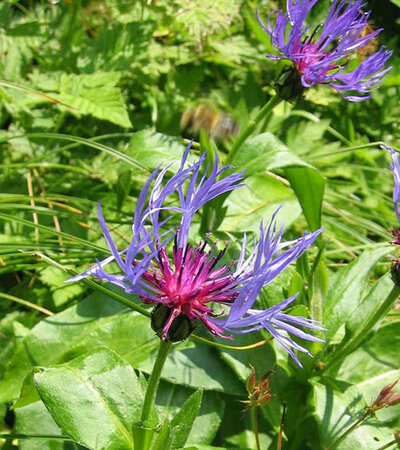 Berg-Flockenblume © Wikimedia-Tigerente