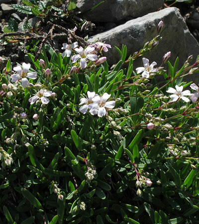 Gypsophila Repens © Wikimedia-Robert Flogaus-Faust