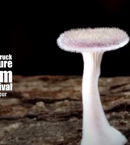 ©Annamaria Talas - The Kingdom - Innsbruck Nature Film Festival