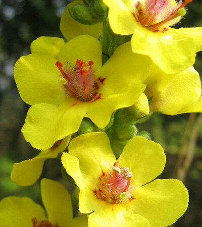 Verbascum Nigrum © Wikimedia-Andrew Dunn